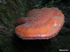 قارچ شاخ گوزنی